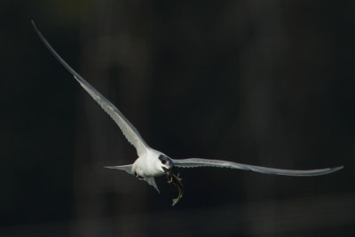 Sandwich Tern