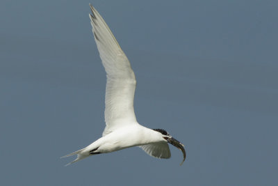 Sandwich Tern