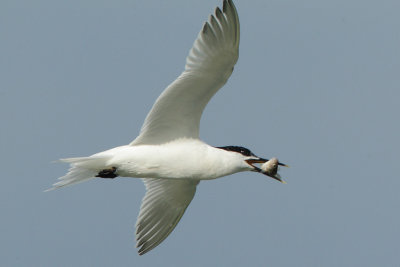 Sandwich Tern
