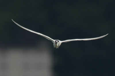 Sandwich Tern