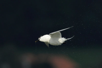 Sandwich Tern