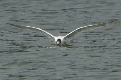 Sandwich Tern