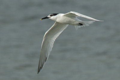 Sandwich Tern