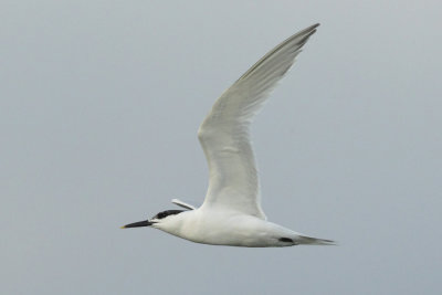 Sandwich Tern