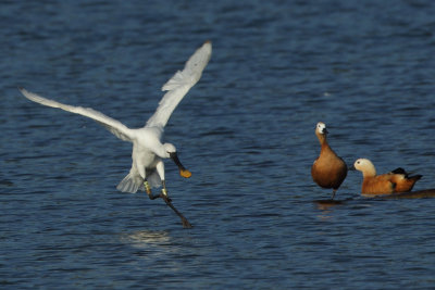 Eurasian Spoonbill