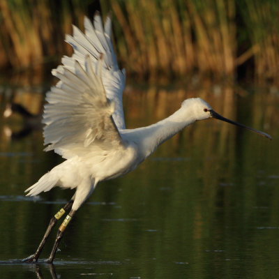 Eurasian Spoonbill