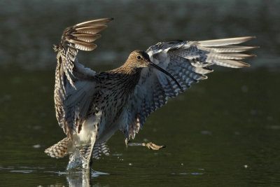 Curlew