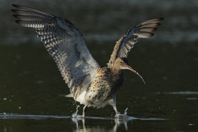 Curlew