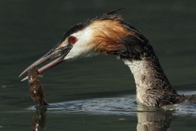 Great Crested Grebe