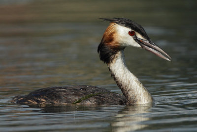 Great Crested Grebe