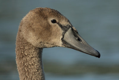 Mute Swan, juvenile