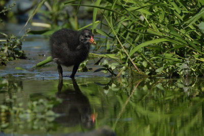 Common Moorhen, chick