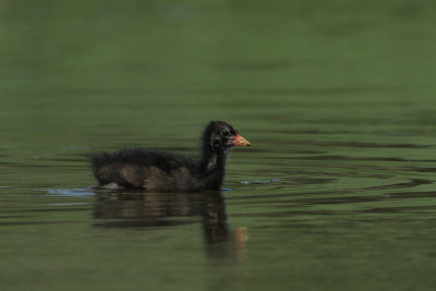 Comon Moorhen, chick