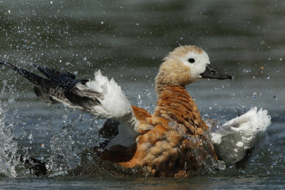 Ruddy Shelduck