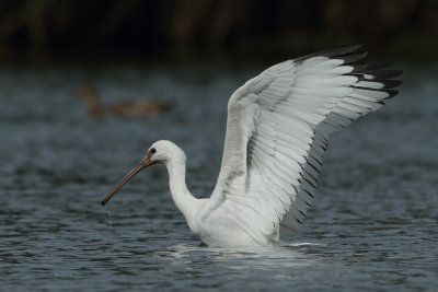 Eurasian Spoonbill