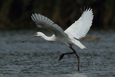 Eurasian Spoonbill - In Flight