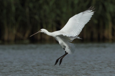 Eurasian Spoonbill