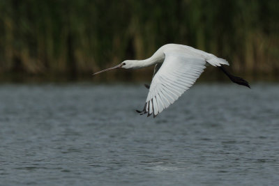 Eurasian Spoonbill