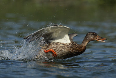 Mallard