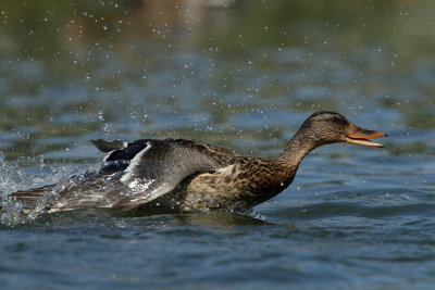 Mallard