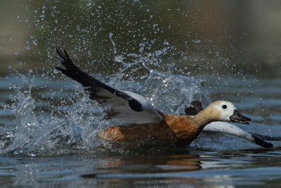 Ruddy Shelduck