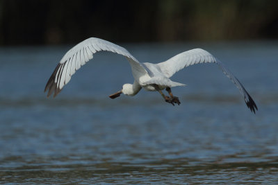 Eurasian Spoonbill