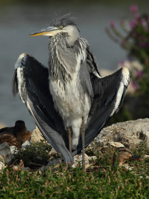 Grey Heron