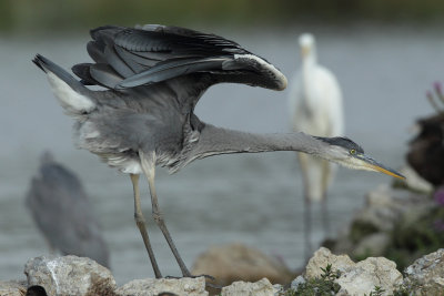 Grey Heron