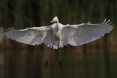 Great Egret