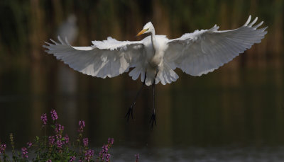 Great Egret