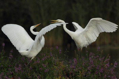 Great Egret