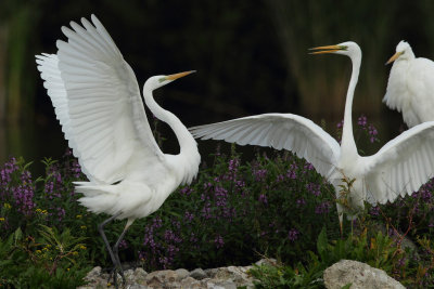 Great Egret