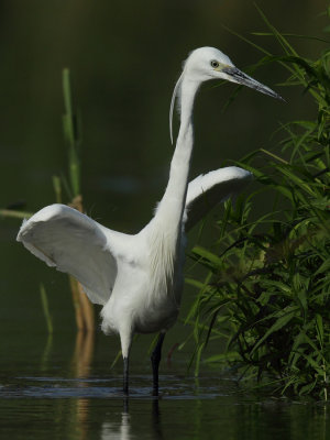 Little Egret