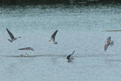 Black Tern
