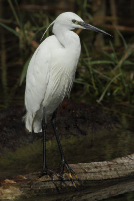 Little Egret