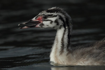 Great Crested Grebe, juvenile