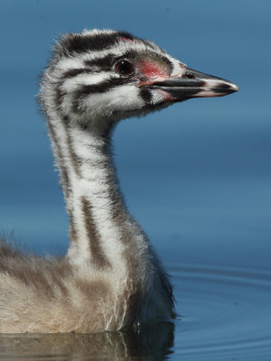 Great Crested Grebe, juvenile