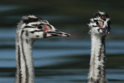 Great Crested Grebe, juveniles