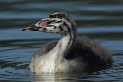 Great Crested Grebe, juvenile