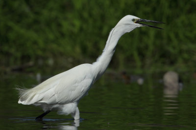 Little Egret
