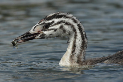 Great Crested Grebe, juvenile
