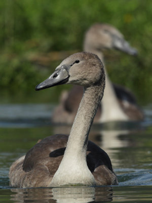 Mute Swan, juvenile