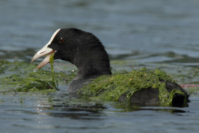 Common Coot