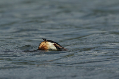 Great Crested Grebe