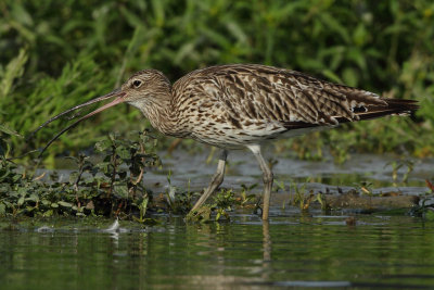 Curlew