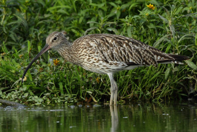 Curlew