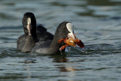 Common Coot