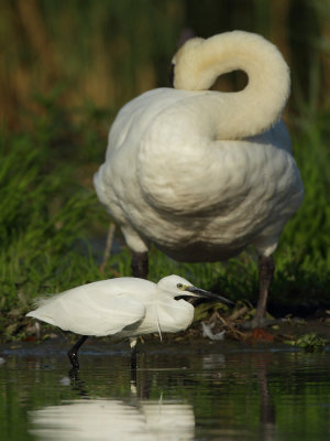 Little Egret