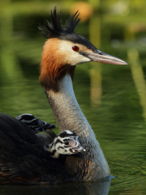 Great Crested Grebe