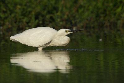 Little Egret, fixing a dragonfly